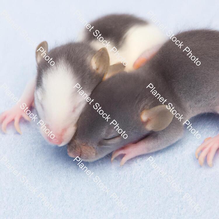 Mice stock photo with image ID: 329953d6-049d-40b2-bc01-5001e63c540f