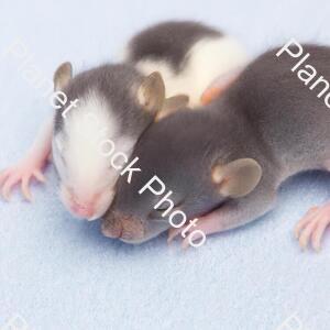 Mice stock photo with image ID: 329953d6-049d-40b2-bc01-5001e63c540f