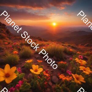 The Eyes of Flowers in the Center Look Out Over a Desolate Rocky Landscape in the Light of the Setting Sun stock photo with image ID: 5840a7e0-48c9-4af1-bd43-ac4d672758d9