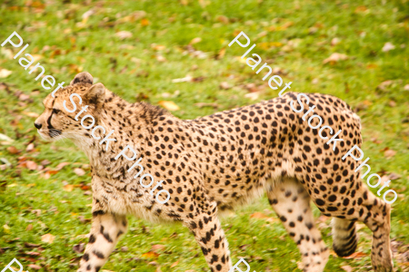 Cheetah Photographed at the Zoo stock photo with image ID: cbfa47ed-d8ed-4340-b90b-7fa0833a4d3d