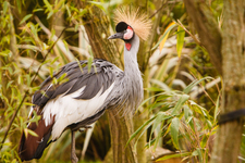 East-African Crowned Crane
